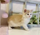 ノルウェージャンフォレストキャット【大阪府・男の子・2023年2月4日・クリームマッカレルタビー&ホワイト】の写真3