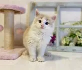 ノルウェージャンフォレストキャット【大阪府・男の子・2023年2月4日・クリームマッカレルタビー&ホワイト】の写真4