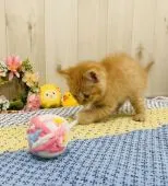 スコティッシュフォールド(立ち耳)【大阪府・男の子・2020年3月2日・レッドクラッシックタビー】の写真4「一人遊びも楽しそうです💕」