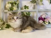 ラガマフィン【大阪府・女の子・2024年6月24日・キャリコ】の写真4「猫じゃらしが大好き🩷」