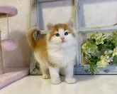 ノルウェージャンフォレストキャット【大阪府・女の子・2023年2月4日・レッドマッカレルタビー&ホワイト】の写真4「とても触り心地の良い、ふわふわモコモコです❤️」