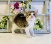 スコティッシュフォールド(立ち耳)【大阪府・男の子・2024年7月4日・ブラウンマッカレルタビー&ホワイト】の写真4