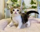 スコティッシュフォールド(立ち耳)【大阪府・女の子・2024年8月31日・ブラウンパッチドタビー&ホワイト】の写真4「実物はもっと可愛いです❤️」