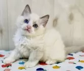 ラグドール【大阪府・男の子・2024年8月13日・ブルーポイントバイカラー】の写真4「まん丸お顔とお目目が可愛いです🩷」