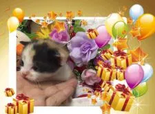 スコティッシュフォールド【大阪府・女の子・2015年11月5日・キャリコ(三毛猫)】の写真5「可愛い三毛猫ちゃん💕」
