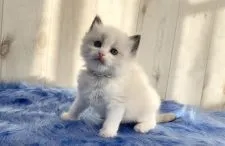 ラグドール【大阪府・男の子・2020年11月22日・シールポイントバイカラー】の写真5