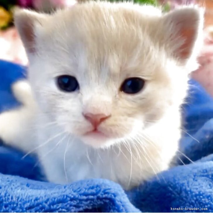 ブリーダー画像