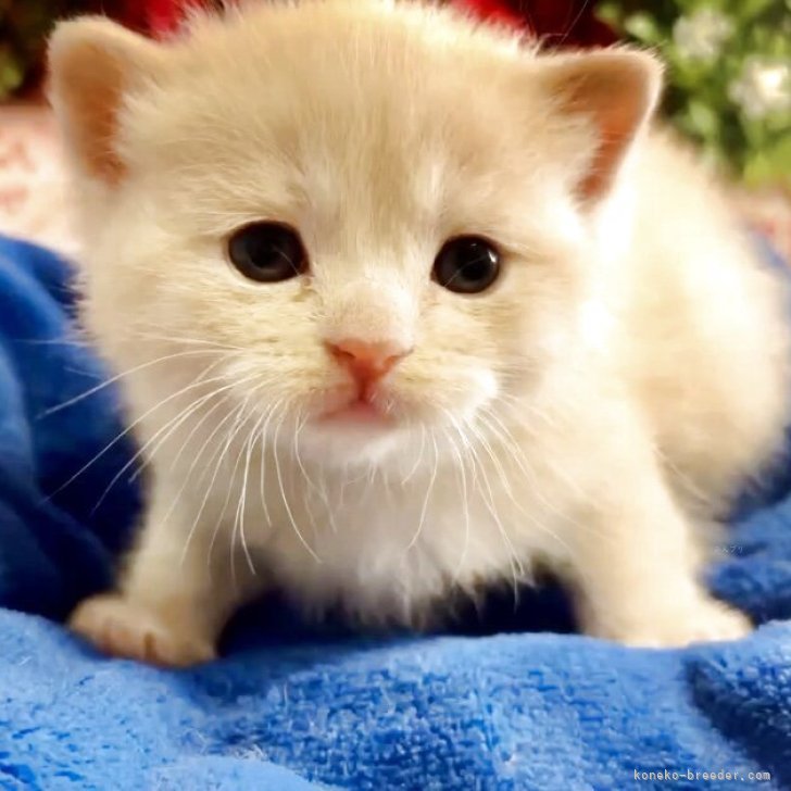 ブリーダー画像