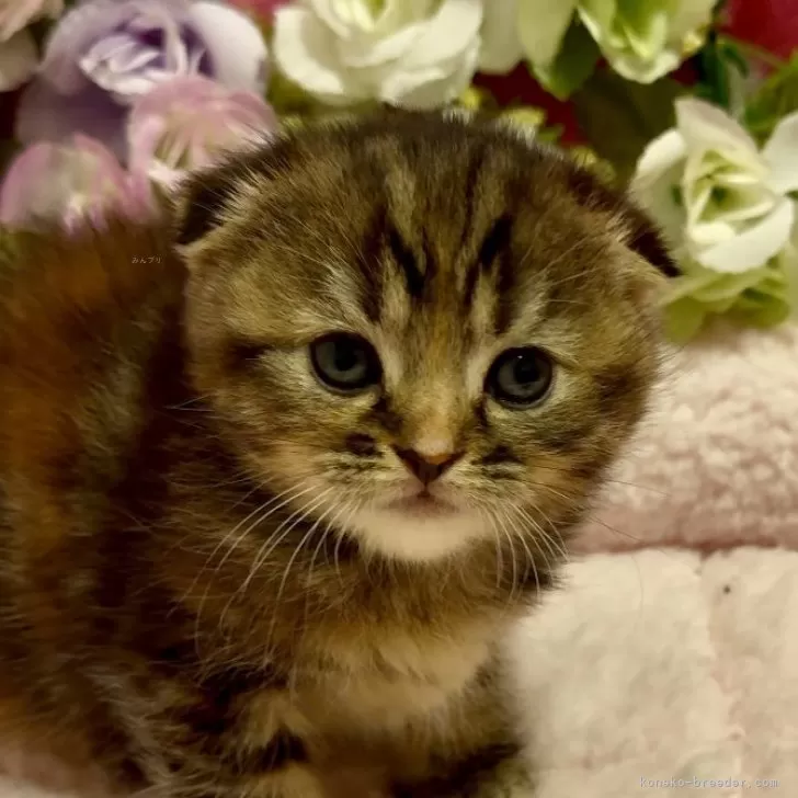 ID：2412-02646の子猫