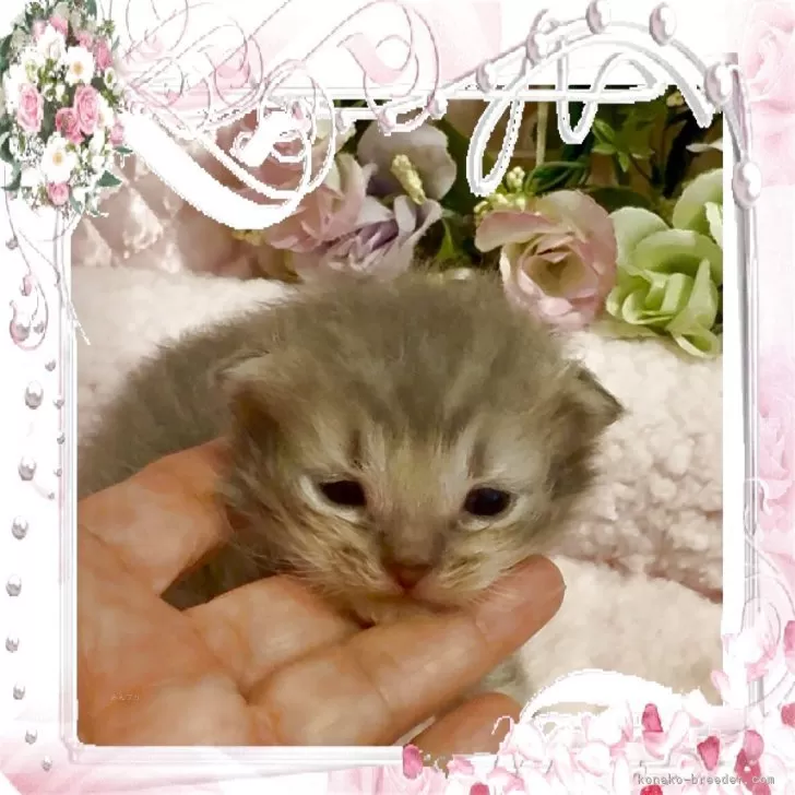 ID：2505-00689の子猫