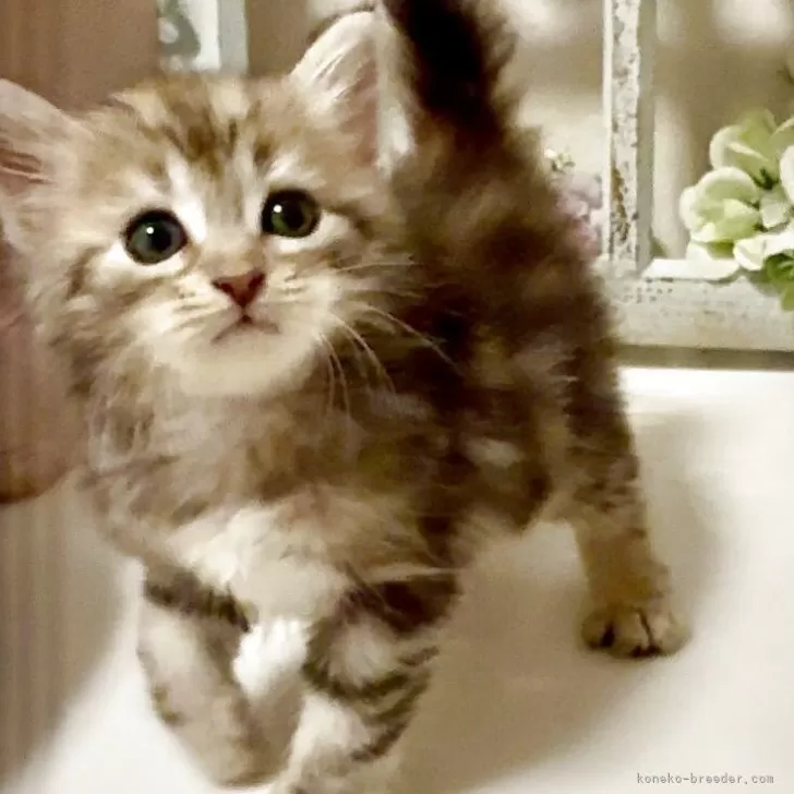ID：2505-01428の子猫