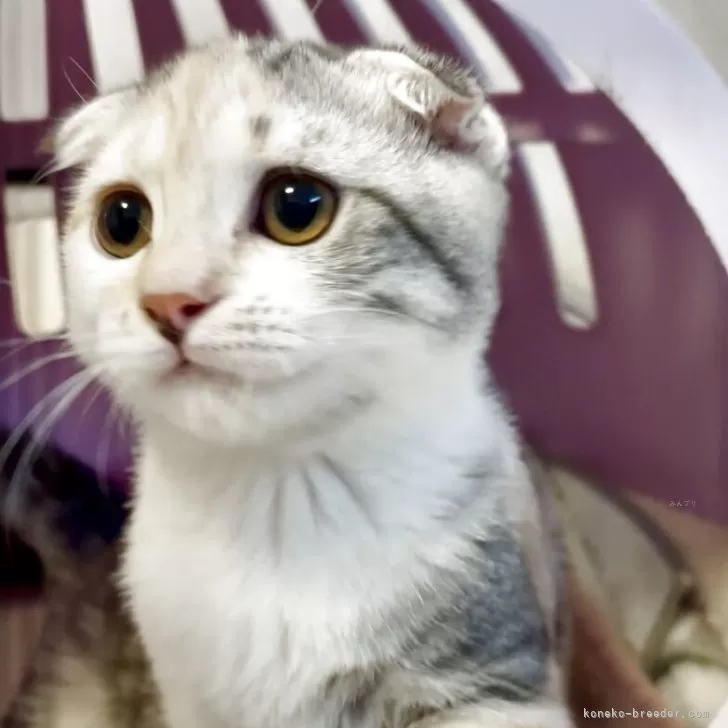 スコティッシュフォールド(折れ耳)【大阪府・女の子・2025年5月29日・ダイリュートキャリコ】の写真1「優しい子猫ちゃんです❤️」