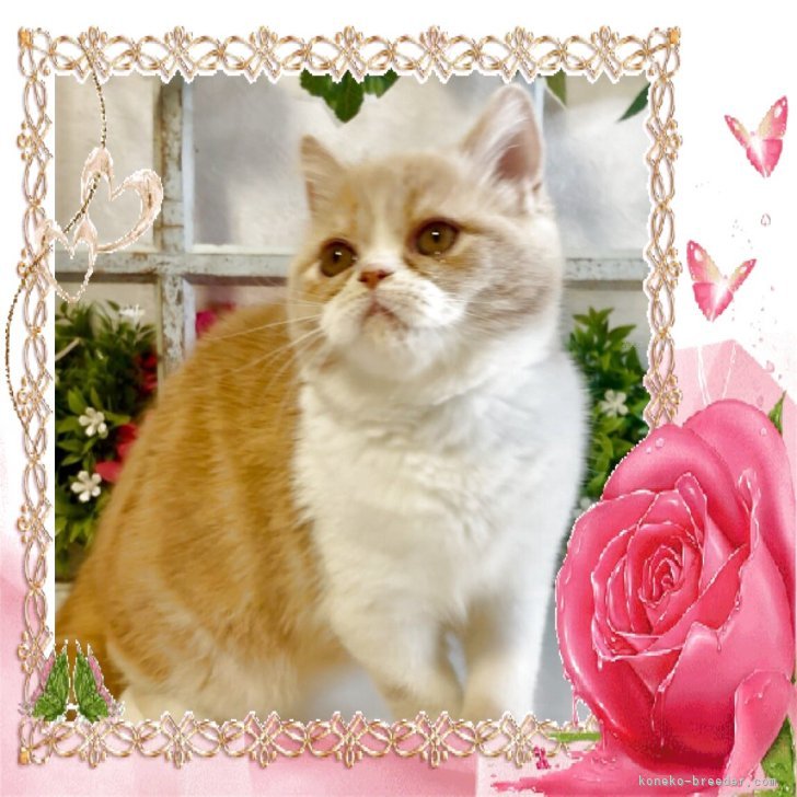 ブリーダー画像