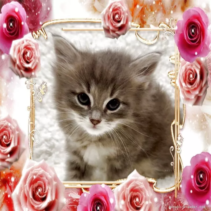 ID：2504-02818の子猫