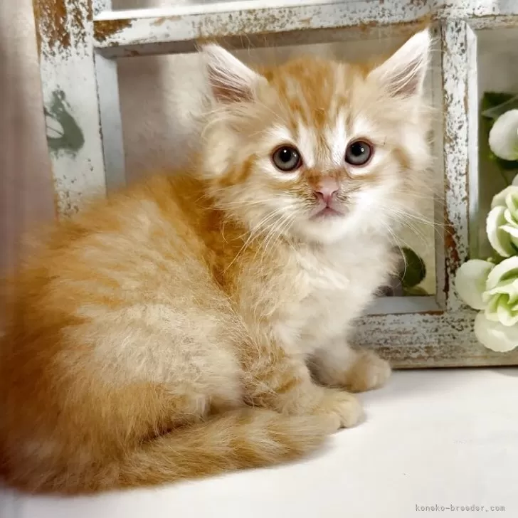 ID:2505-00692の子猫