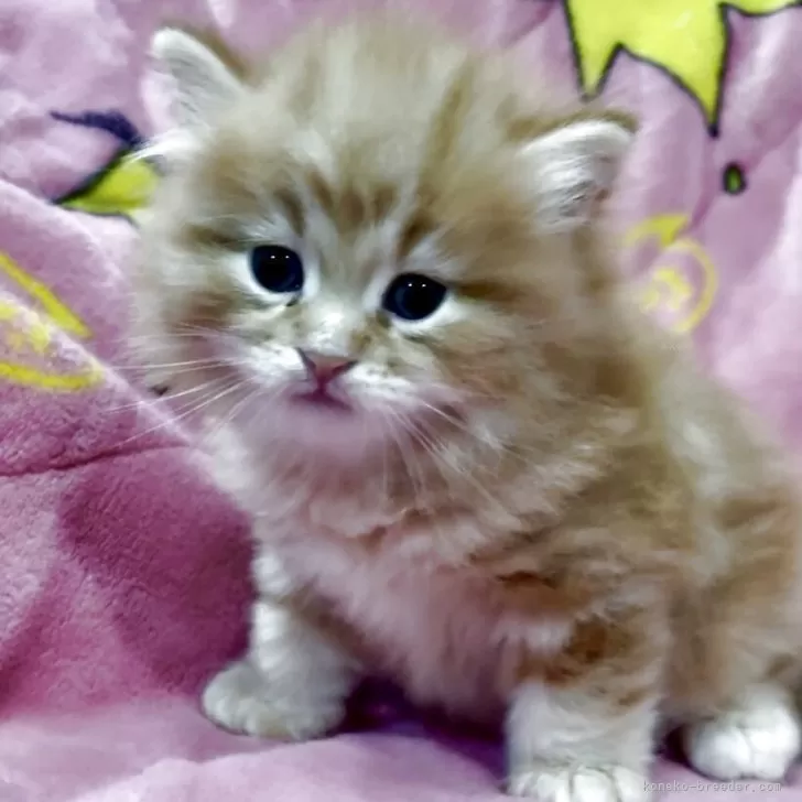 ちか 様のお迎えした子猫