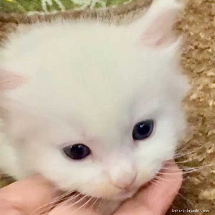 ID:2412-02725の子猫