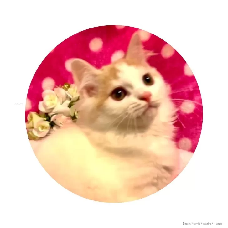 sumi 様のお迎えした子猫