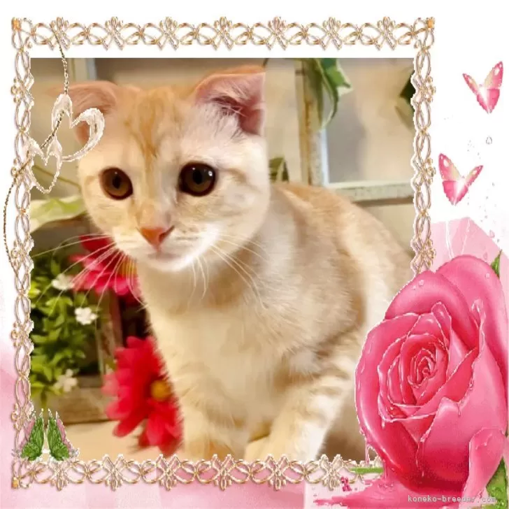 スコティッシュフォールド(折れ耳)【大阪府・女の子・2025年5月29日・クリームマッカレルタビー】の写真1「可愛いお顔のスコティッシュ女の子です🩷」