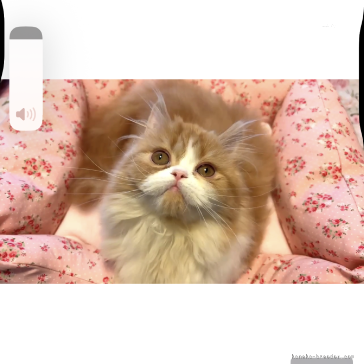 ブリーダー画像