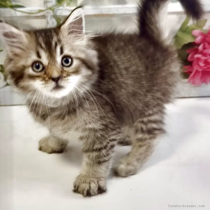 ID：2505-00691の子猫