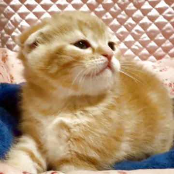 スコティッシュフォールド(折れ耳)【大阪府・男の子・2025年11月22日・レッドマッカレルタビー】の写真「可愛いお顔のスコティッシュちゃん❤️」