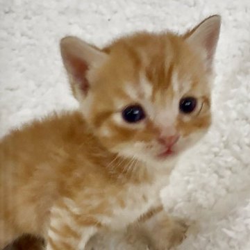 スコティッシュストレート【大阪府・男の子・2025年4月28日・レッドクラッシックタビー】の写真「可愛いお顔のスコティッシュちゃん❤️」