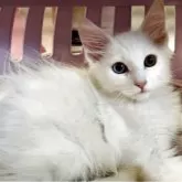 ノルウェージャンフォレストキャット