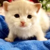 スコティッシュストレート