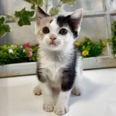 スコティッシュストレート
