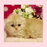 スコティッシュフォールド(折れ耳)【大阪府・女の子・2025年2月14日・クリームマッカレルタビー】の写真1「おっとりした癒される子猫ちゃんです😊」