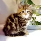 サイベリアン