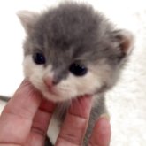 スコティッシュストレート