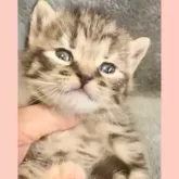 スコティッシュストレート
