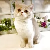 エキゾチックショートヘア