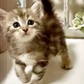 サイベリアン【大阪府・男の子・2025年4月12日・ブラウンマッカレルタビー】の写真1「甘えん坊です❤️」