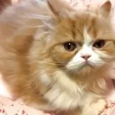 エキゾチックロングヘア