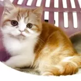 エキゾチックショートヘア