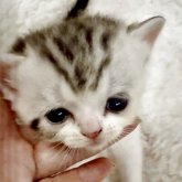 スコティッシュストレート