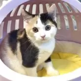 スコティッシュストレート