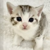 スコティッシュストレート