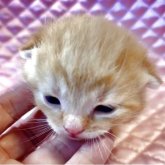 スコティッシュフォールド(折れ耳)