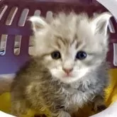 サイベリアン【大阪府・男の子・2025年4月12日・ブルーマッカレルタビー】の写真1「可愛いイケメンのサイベリアン君❤️」