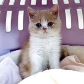 エキゾチックロングヘア