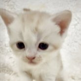 スコティッシュストレート