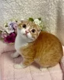 スコティッシュフォールド(折れ耳)【大阪府・男の子・2024年10月16日・レッドマッカレルタビー&ホワイト】の写真2「とても賢いスコティッシュです❤️」