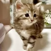 サイベリアン【大阪府・男の子・2025年4月12日・ブラウンマッカレルタビー】の写真2「可愛いお顔です❤️」