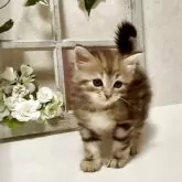 サイベリアン【大阪府・男の子・2025年4月12日・ブラウンマッカレルタビー】の写真3「優しい性格をしています❤️」