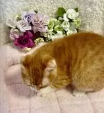 スコティッシュフォールド(折れ耳)【大阪府・男の子・2024年10月16日・レッドマッカレルタビー&ホワイト】の写真3「優しい性格をしています❤️」