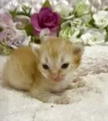 サイベリアン【大阪府・男の子・2025年4月21日・レッドクラッシックタビー】の写真3「優しい子猫🐈‍⬛ちゃん❤️」